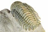 Flying Crotalocephalina Trilobite - Atchana, Morocco #359227-5